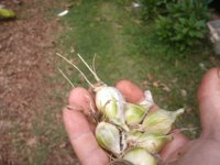Walkin onions 003.JPG
