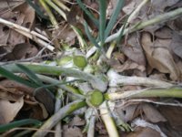 Walkin onions 002.JPG