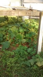 IMG_20140708_183901359.jpg