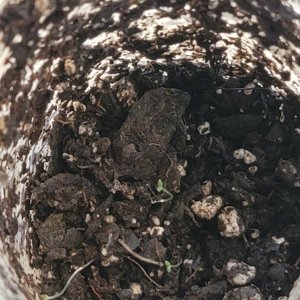 Jar method of germination