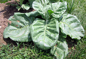 Garden20120613_234_Cornplanter_top_300.jpg