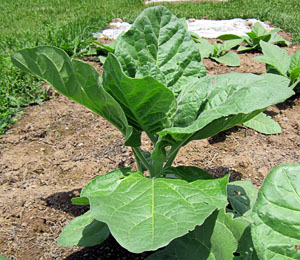 Garden20120613_235_Cornplanter_side_300.jpg