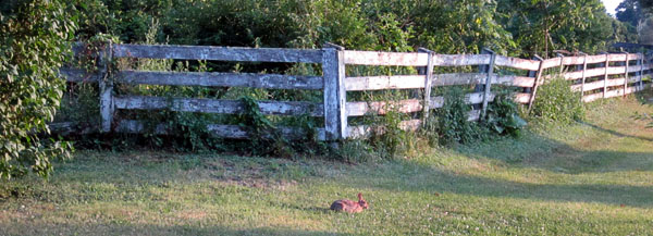 Garden20140626_1265_bunnyAndFence_600.jpg