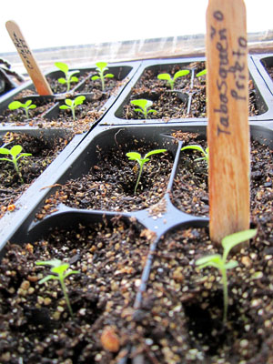 Garden20130323_582_seedlings19da_p_trans_300.jpg