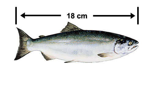 salmon18cm.jpg