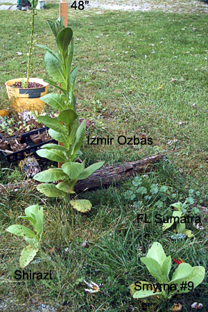 Garden_20111008_01_tobaccoDriveway_9weeks_300.jpg