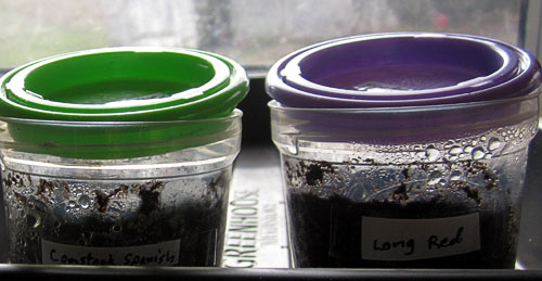 Garden20240307_7320_germinationCups_lidsAjar_500.jpg