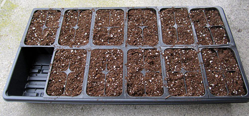 Garden20240307_7321_1020Tray_soilMixAdded_500.jpg