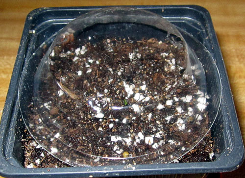 Garden20230221_6854_Tofta_seedling_withDome_500.jpg