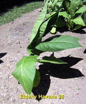 Garden20140704_1301_Havana38_elderly_300.jpg