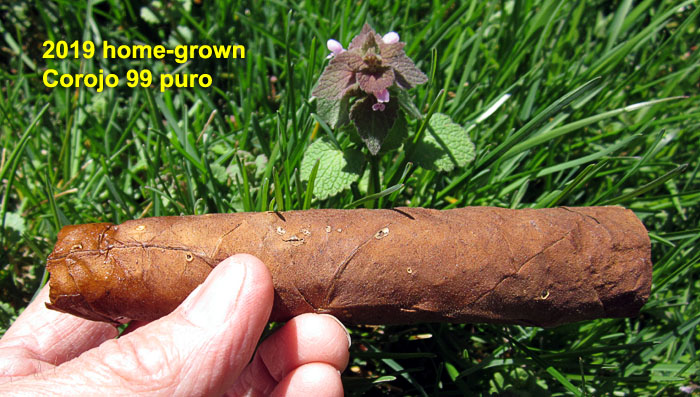 Garden20210411_5676_cigar_2019Corojo99Puro_700.jpg