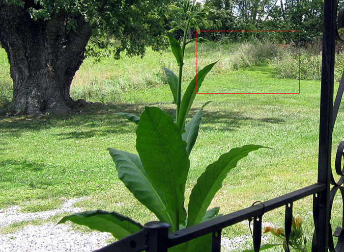 Garden20240824_7453_porchCorner_Deer_700.jpg