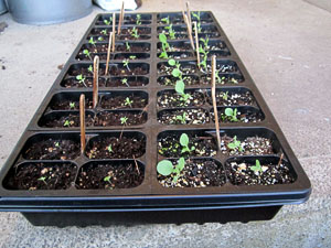 Garden20120402_113_GrowthCoirVsMiracleGro_300.jpg