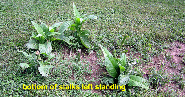 Garden20210822_5999_suckerComparison_stalksRemain_600.jpg