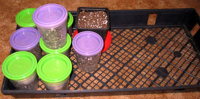 Garden20230221_6851_germinationJars_filled_700.jpg