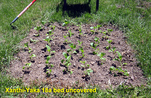 Garden20230505_6956_XanthiYaka18a_bedUncovered_600.jpg