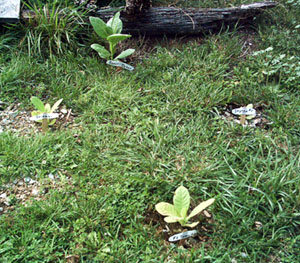 Garden_20110812_01_DrivewayTobacco_2weeks_300.jpg