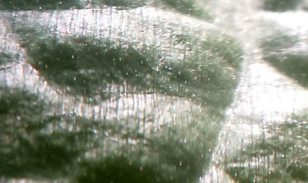 CVtrichomes.JPG
