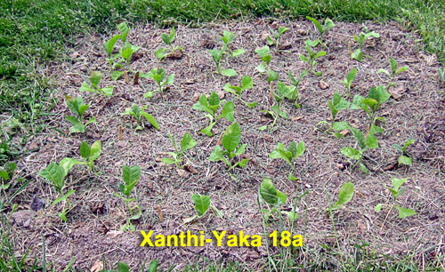 Garden20230507_6961_XanthiYaka18a_bed_500.jpg