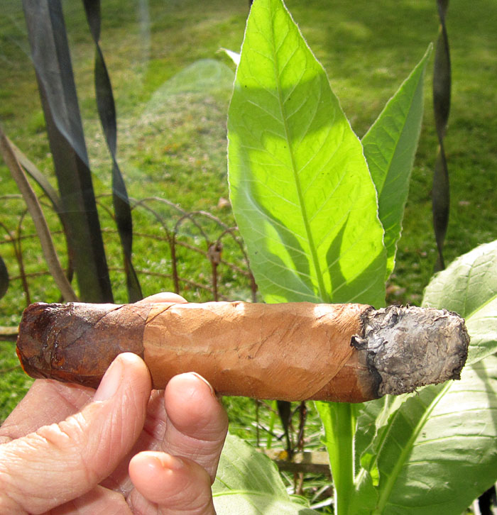 Garden20201009_5456_cigar_twoTone_ash_700.jpg