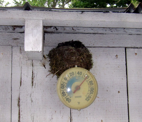 Garden20230518_6981_TowheeNest_fromWindow_600.jpg