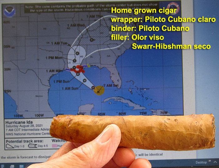 Garden20210828_6023_cigar_PilotoCubanoClaro_700.jpg