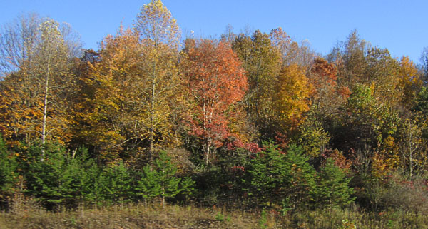 WLTVisit_20191024_4840_autumnLeafColor_600.jpg