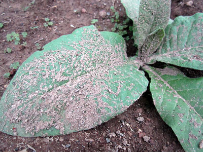 Garden20140612_1218_CTBroadleaf_dirt-covered_400.jpg