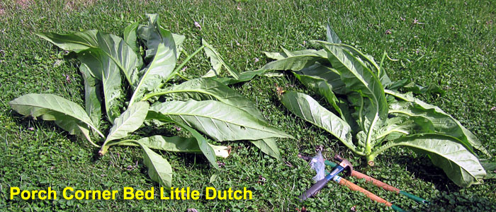 Garden20210904_6038_LittleDutch_Porch_cut_700.jpg