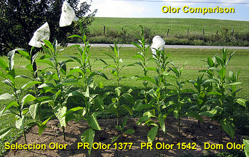 Garden20140829_1514_OlorComparison_500.jpg