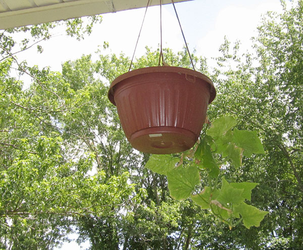 Garden20220701_6513_hangingCuke_600.jpg