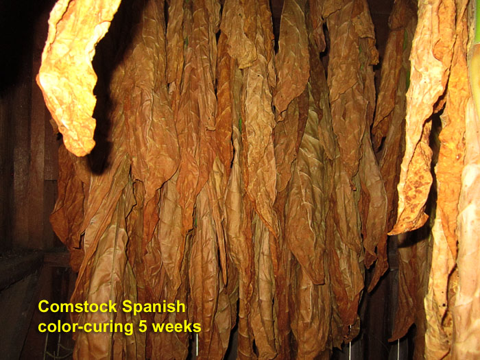 Garden20240913_7476_ComstockSpanish_curing5weeks_700.jpg