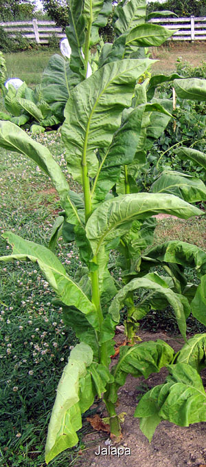 Garden20120709_326_Jalapa_300.jpg