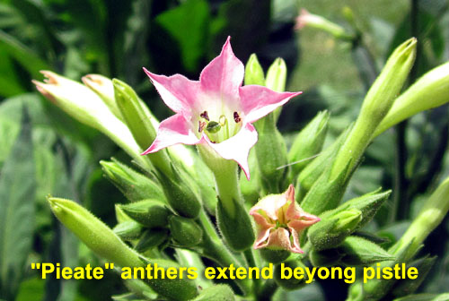 Garden20220707_6527_Pieate_antherExtension_500.jpg