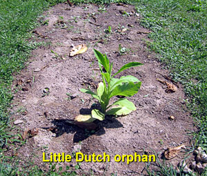 Garden20140816_1451_LittleDutch_orphan_300.jpg