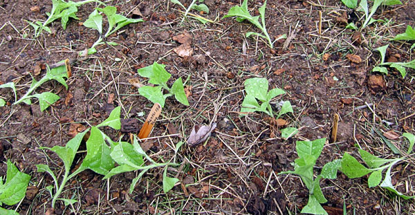 Garden20230428_6947_XanthiYaka18a_bed_closeUp_600.jpg