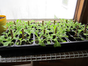 Garden20120518_178_someLeftoverSeedlings_300.jpg