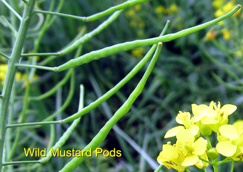 Garden20170427_2576_WildMustardPods_500.jpg