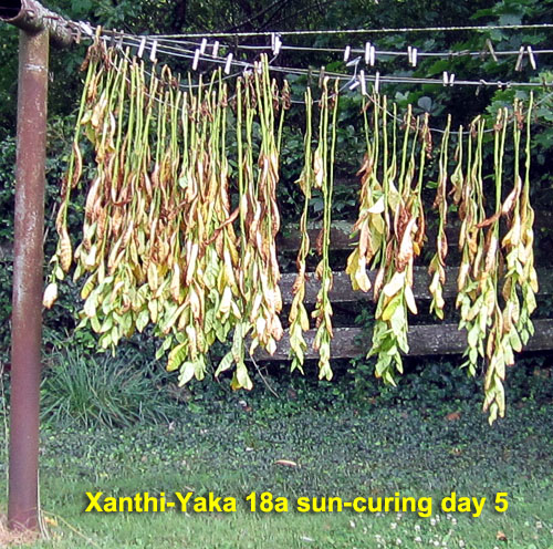 Garden20230729_7195_XanthiYaka18a_sunCuring_day05_500.jpg