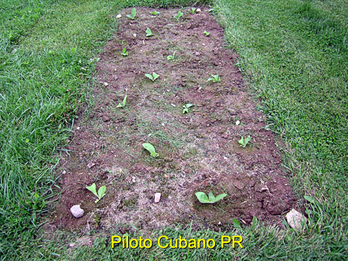 Garden20170527_2660_PilotoCubano_bed_500.jpg