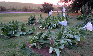 Garden20120702_276_BlowdownsAll2_300.jpg