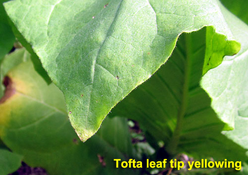 Garden20230715_7134_Tofta_leafTipYellowing_500.jpg