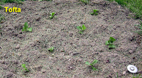 Garden20230507_6962_Tofta_bed_500.jpg