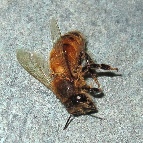 Garden20220211_6219_Honeybee_aliveAgain_500.jpg