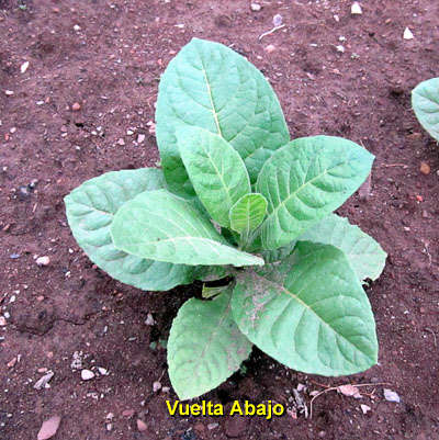 Garden20140612_1217_VueltaAbajo_400.jpg