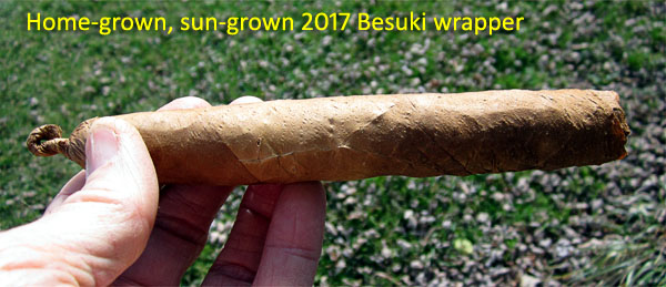 Garden20180222_3389_cigar_BesukiHome_600.jpg