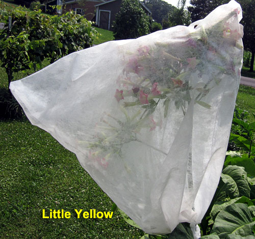 Garden20230716_7145_LittleYellow_budbag_500.jpg