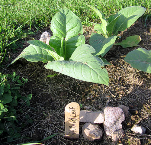 Garden20170606_2693_VABright_plant.jpg