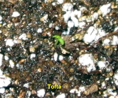 Garden20230221_6853_Tofta_seedling_closeup_500.jpg