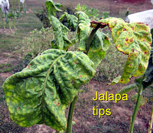 Garden20120830_465_Jalapa_tips_300.jpg